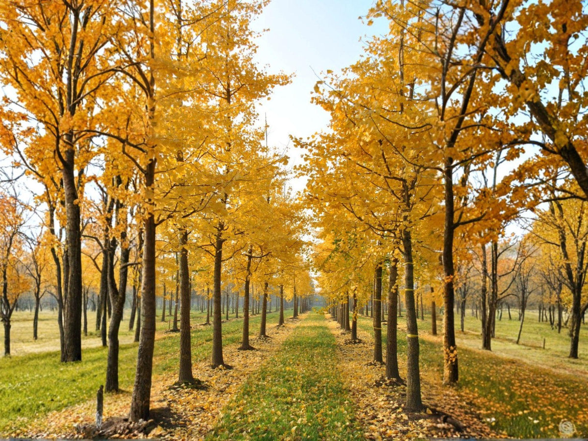Live Ginkgo Biloba Tree 1-2 ft Tall – Ornamental Fan-Shaped Leaves, Golden Autumn Foliage, Deciduous Tree