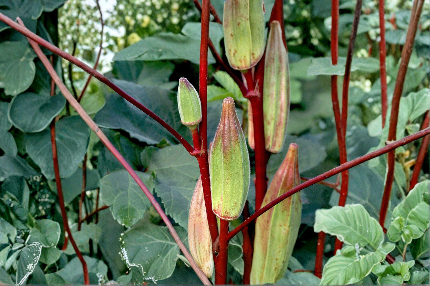 Texas Hill Country Red Okra Seeds – Heirloom, Non-GMO, Heat Tolerant, High Yield, Deep Red Pods, Garden Vegetable, Abelmoschus esculentus
