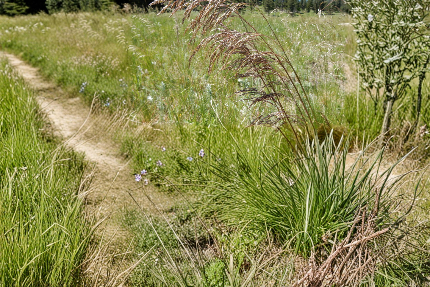 Tufted Hairgrass Seeds, Deschampsia cespitosa, Ornamental Perennial Grass for Meadows & Gardens, 100 Seeds