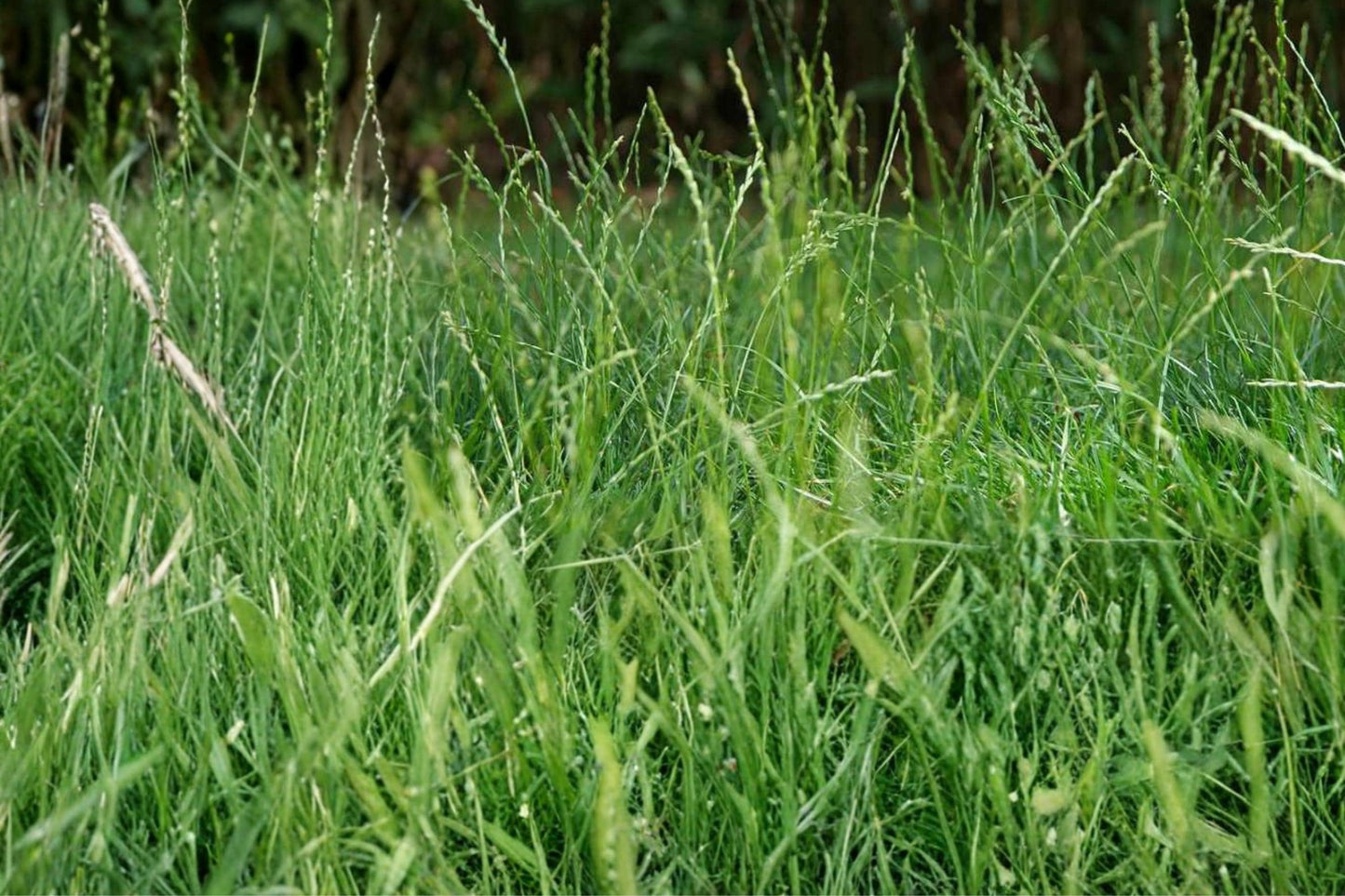 Perennial Ryegrass Seeds, Lolium perenne, Cool-Season Turf Grass, Fast-Germinating Lawn Seed