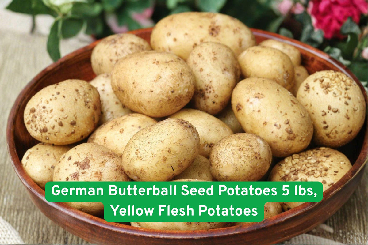 German Butterball Seed Potatoes 5 lbs – Heirloom Yellow Flesh, Root Vegetable, Solanum tuberosum