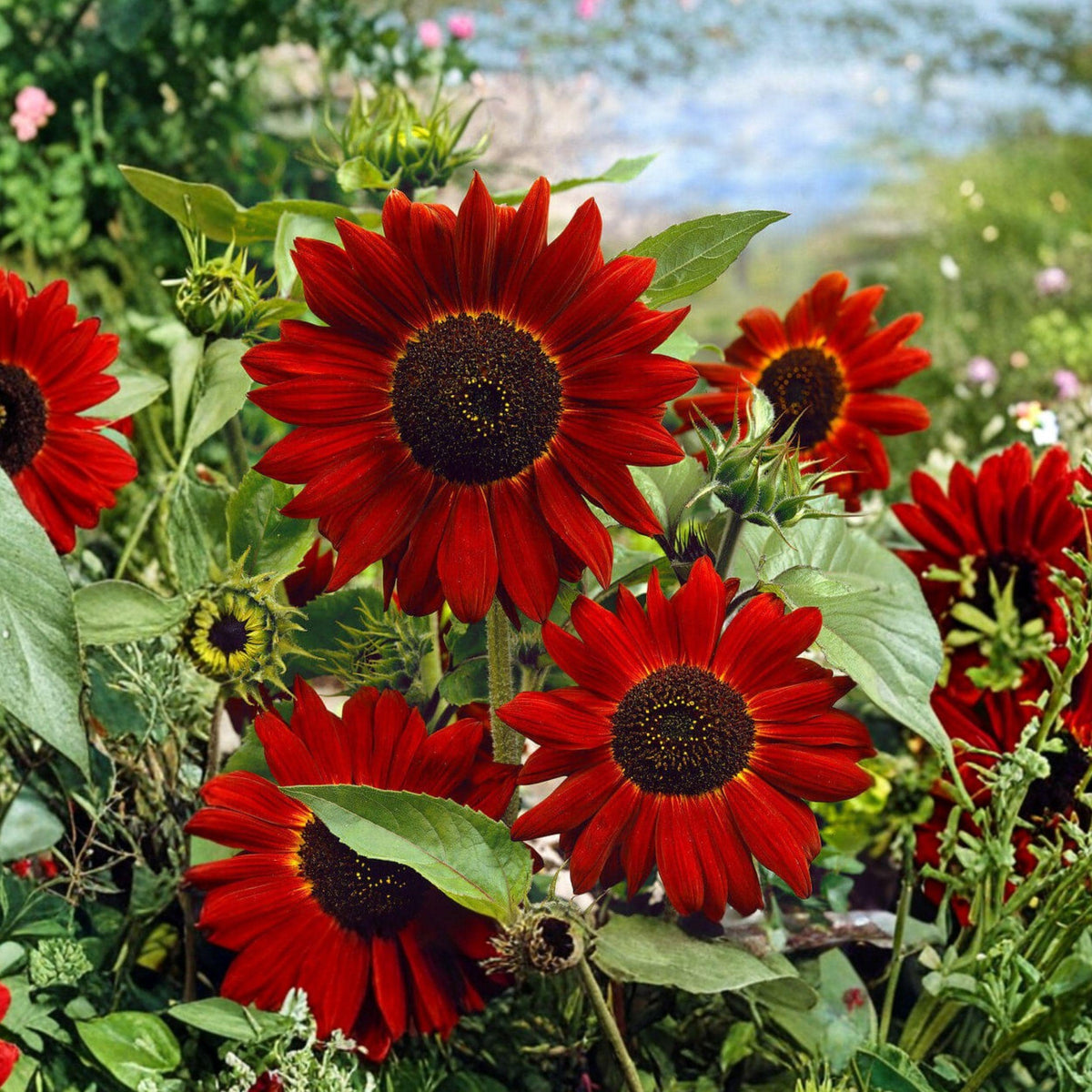 Velvet Queen Sunflower Seeds, Tall Annual, Red Orange Blooms, Helianthus annuus, Cut Flower, Garden Border, Pollinator Plant