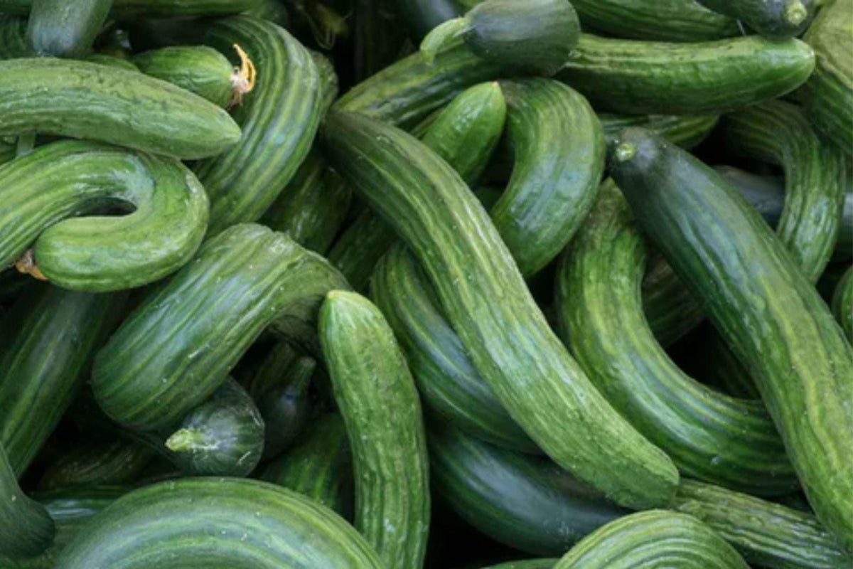 Organic Armenian Yard Long Cucumber Seeds – Heirloom, High Yield, Non-GMO, Crisp Flavor, Long Tender Fruits