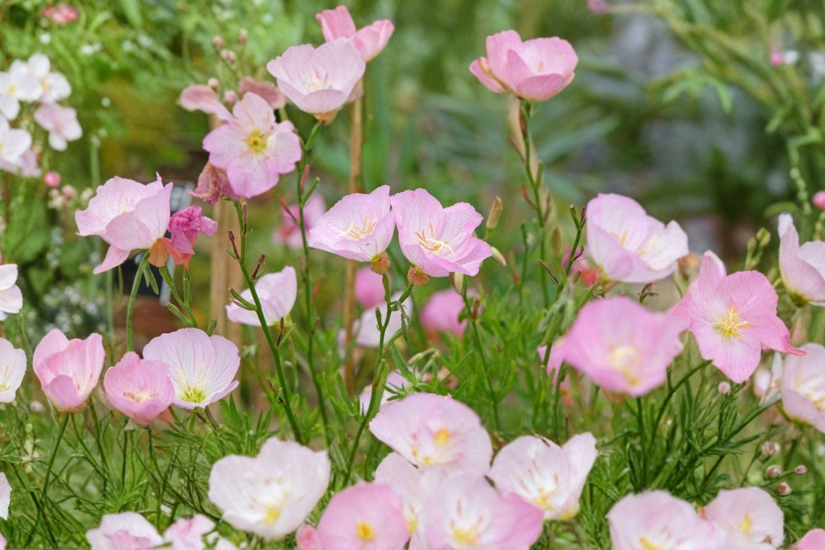 Pink Evening Primrose Seeds - Heirloom, Drought Tolerant, Easy Grow Garden Flower, Oenothera speciosa