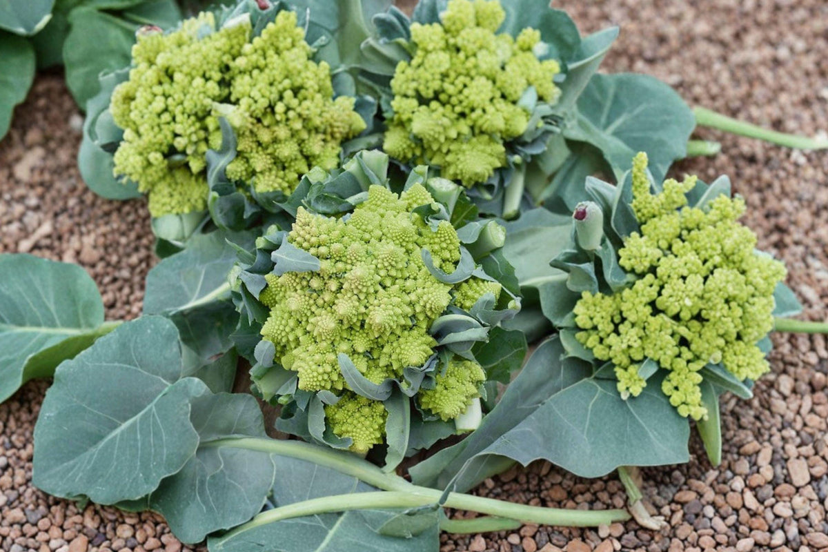 Romanesco Broccoli Seeds - Heirloom Italian Fractal Variety, Non-GMO, High Yield, Easy Grow, Nutty Flavor, 200+ Seeds