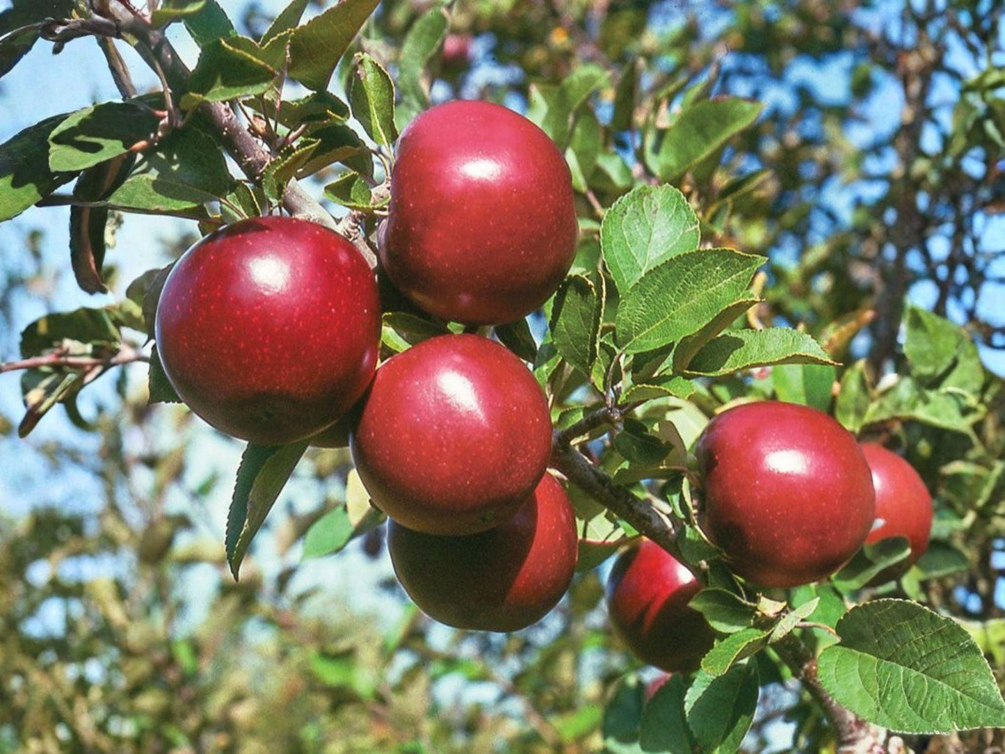Arkansas Black Apple Tree – Semi-Dwarf Grafted Fruit Tree with Dark Red Apples – Malus domestica for Backyard Orchards and Edible Landscapes