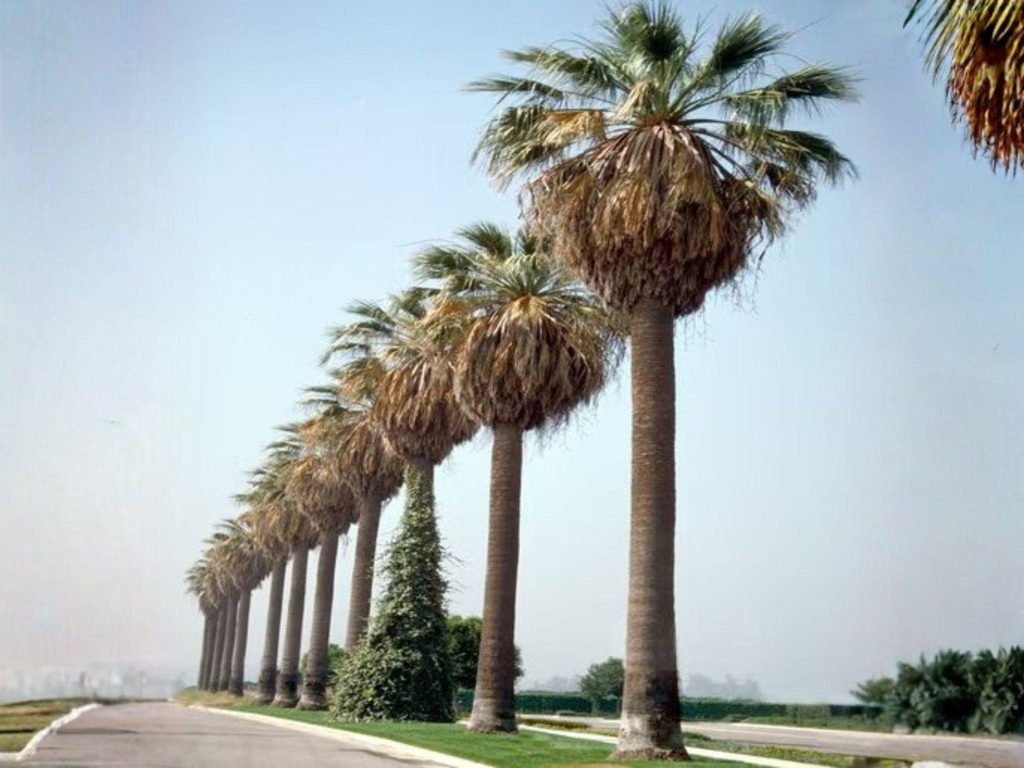 California Fan Palm Seeds – Washingtonia filifera, Outdoor Garden Planting, Large Fan-Shaped Green Leaves, Tropical Landscape Tree