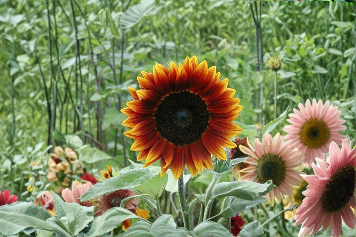 Earthwalker Sunflower Seeds, Heirloom Autumn Blooms, Pollinator Friendly Garden Flower, 50+ Seeds