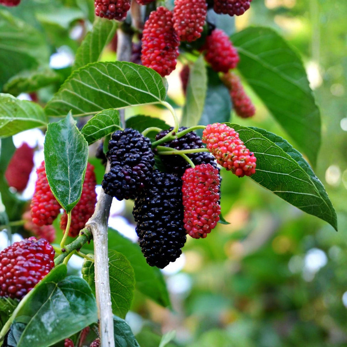 Dwarf Everbearing Mulberry Tree Starter – Morus nigra, Edible Dark Purple Berries, Container or Garden Plant