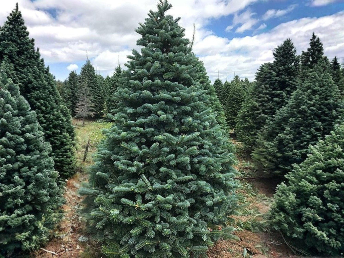 European Silver Fir Tree Seeds | Abies Alba Conifer for Outdoor Planting | Garden & Landscape Tree