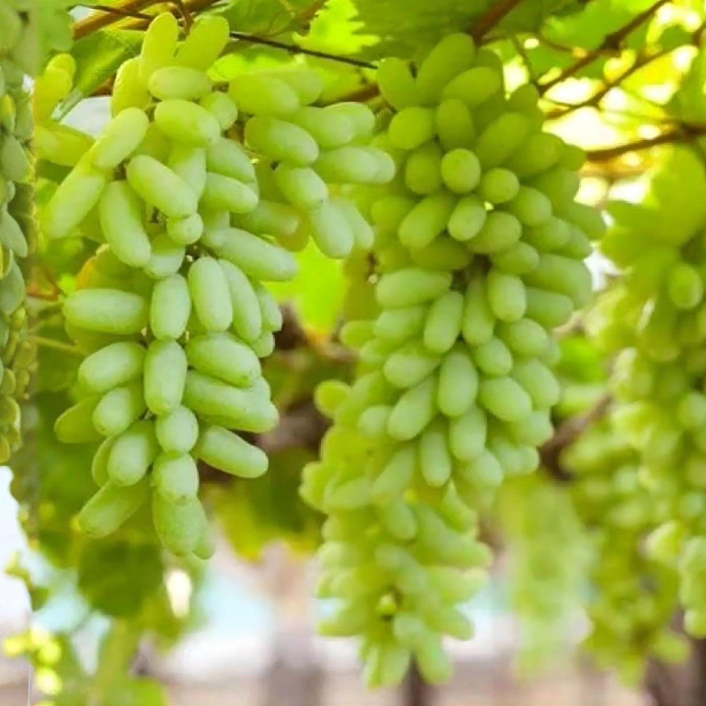 Waterfall Fingers Grape Cuttings – Rare Elongated Fruit Vine, Vitis vinifera, Unrooted Live Clippings for Growing Unique Grapes