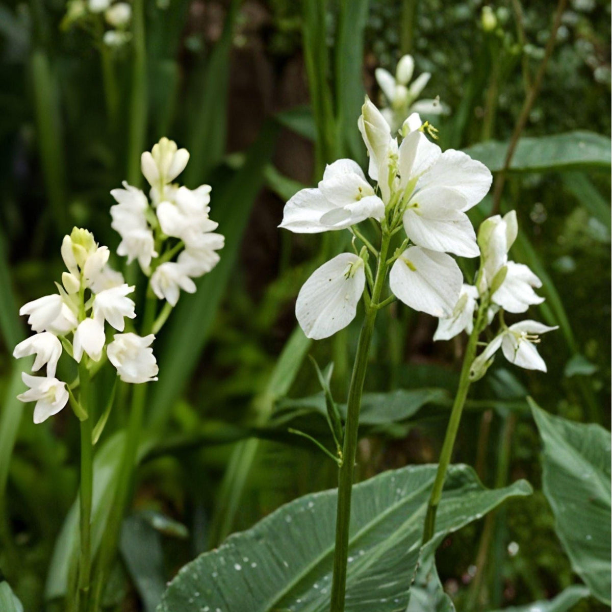 Spanish Whitebells Bulbs – 10 White Spring Blooming Garden Bulbs for Borders & Woodland Gardens