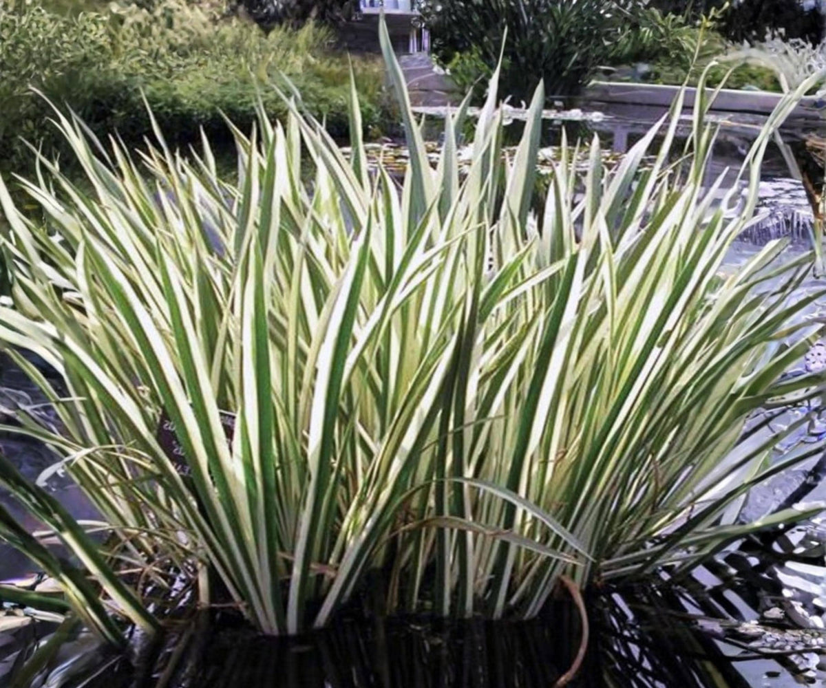Variegated Sweet Flag Live Pond Plant – Acorus calamus ‘Variegatus’ – Hardy Aquatic Marginal with Green White Foliage