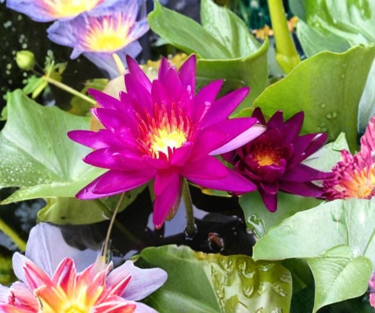 Purple Fantasy Water Lily Live Plant – Hardy Nymphaea Violet Pond Aquatic Flower for Ponds and Water Gardens