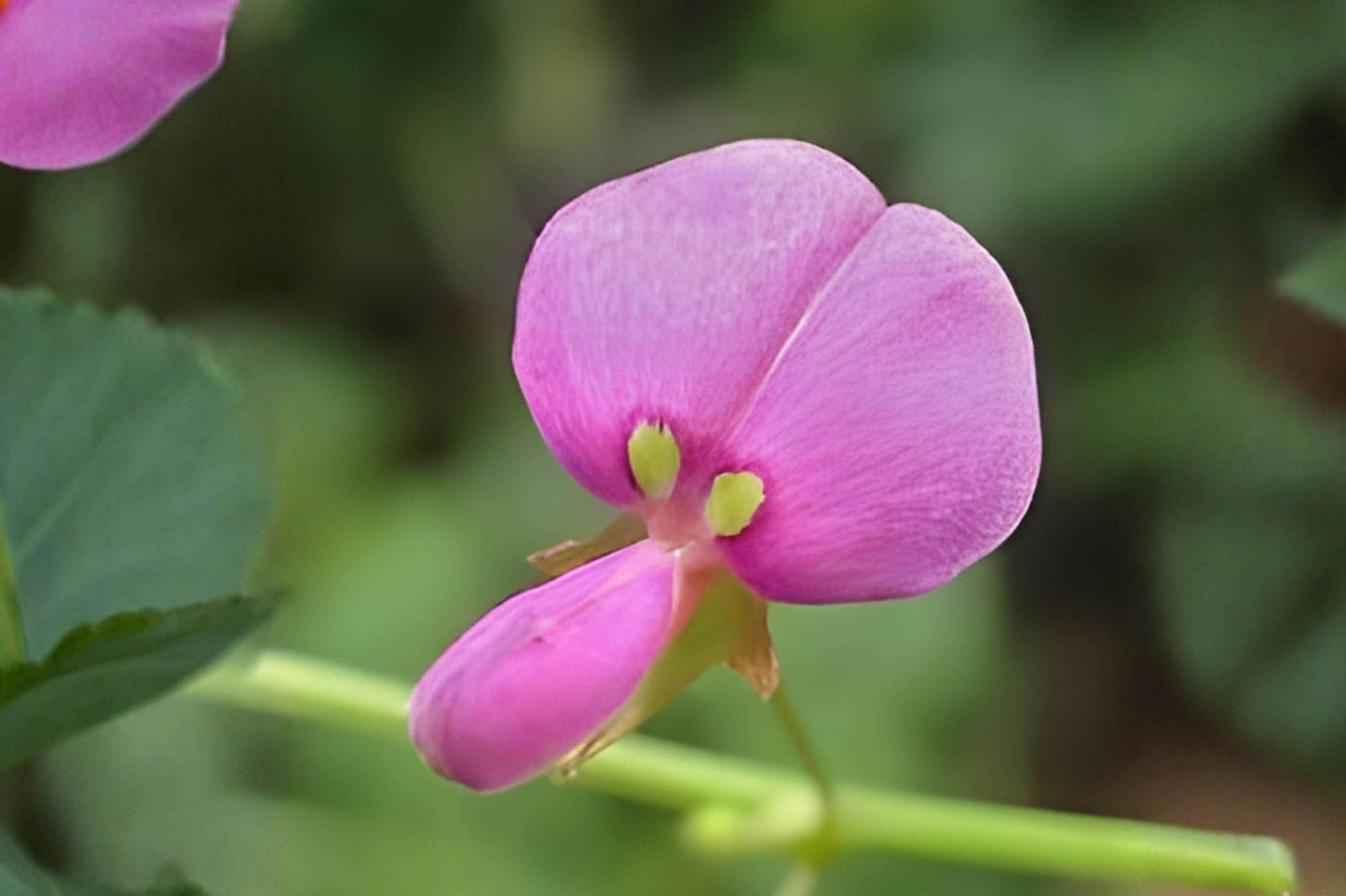 Ticktrefoil Seeds (40) | Native Wildflower Desmodium paniculatum for Pollinators & Native Gardens