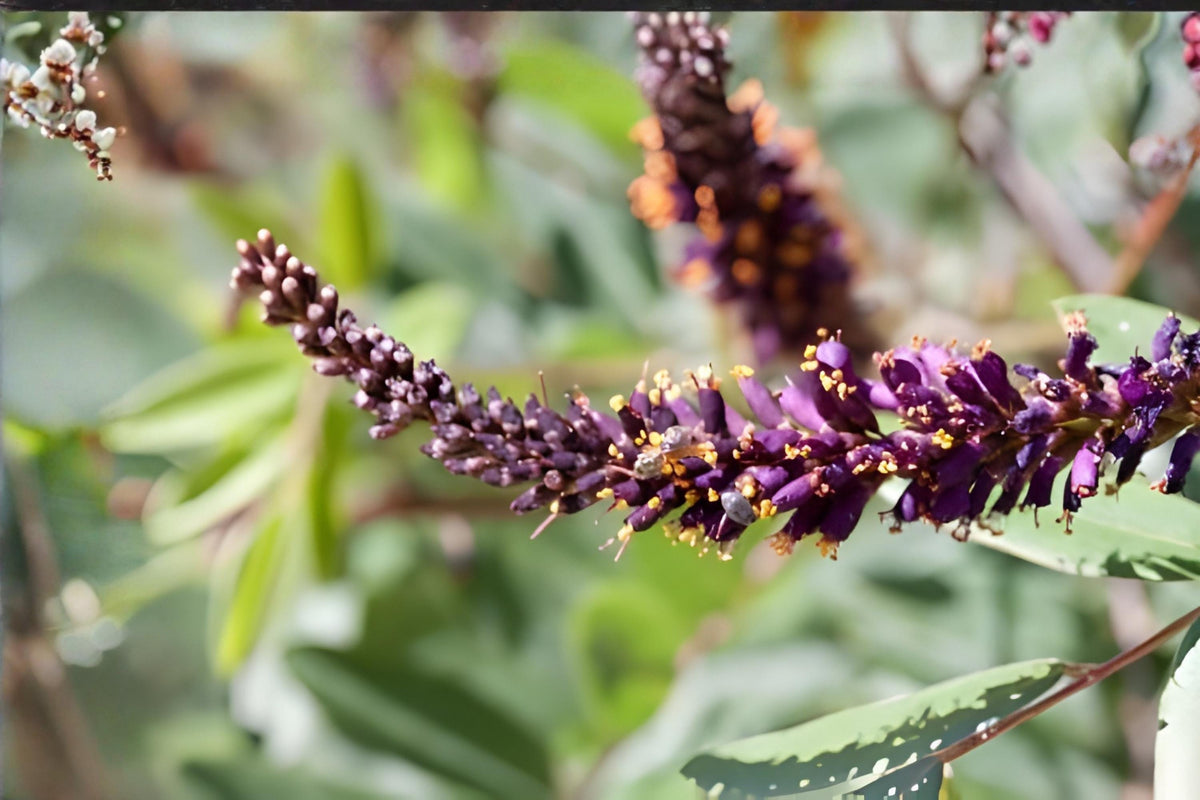 Leadplant Seeds 40 Pack | Native Prairie Shrub Amorpha canescens for Drought Tolerance & Pollinator Gardens