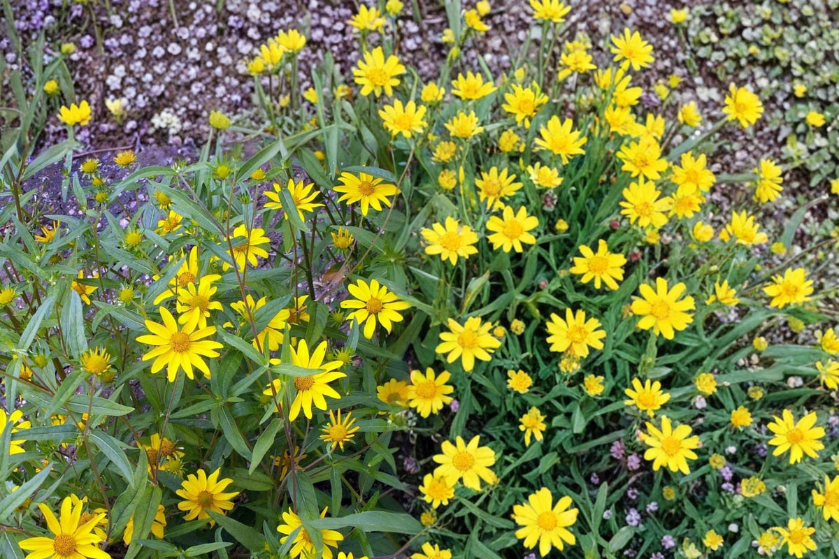 Showy Goldeneye Seeds – Heliomeris multiflora Perennial Wildflower with Bright Yellow Daisy-Like Blooms