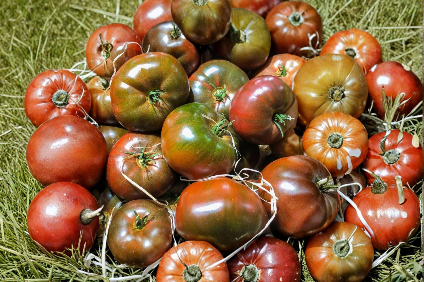 Black From Tula Tomato Seeds - Heirloom Beefsteak, Non-GMO, Dark Purple Skin, Juicy Fruits, Gourmet Garden Plant