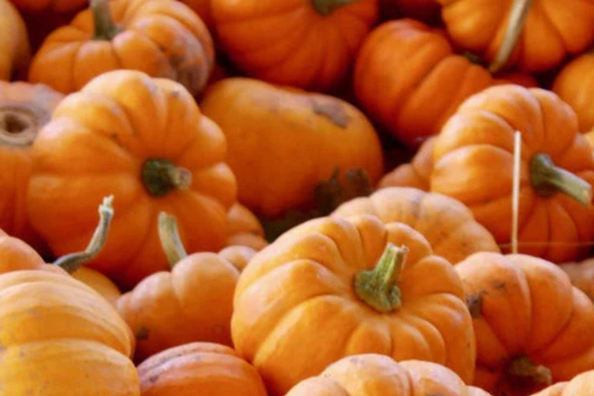 Jack Be Little Pumpkin Seeds - Organic Heirloom Mini Pumpkins for Fall Garden, Non-GMO, Bright Orange, Decorative & Edible