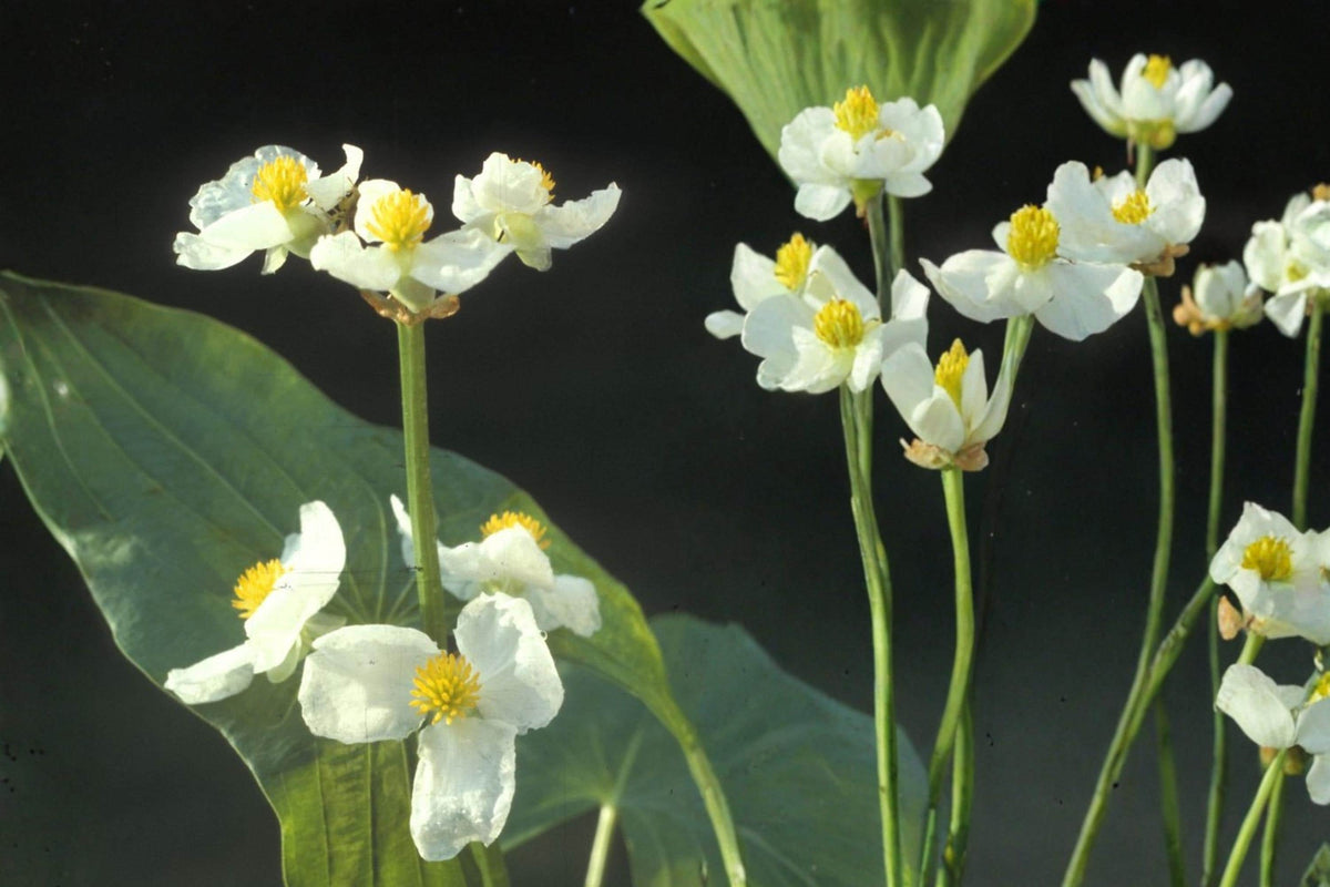 Common Arrowhead Seeds – Sagittaria latifolia, Aquatic Perennial with White Flowers, Wetland & Pond Garden Plant, 100 Seeds