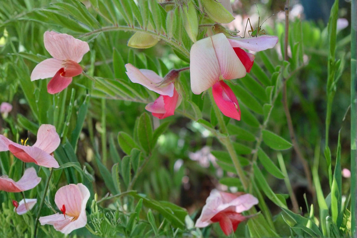 Goat's Rue Seeds – Tephrosia virginiana – Native Perennial with Pink to Cream Flowers, Silvery Foliage, Drought Tolerant, Xeriscape Plant