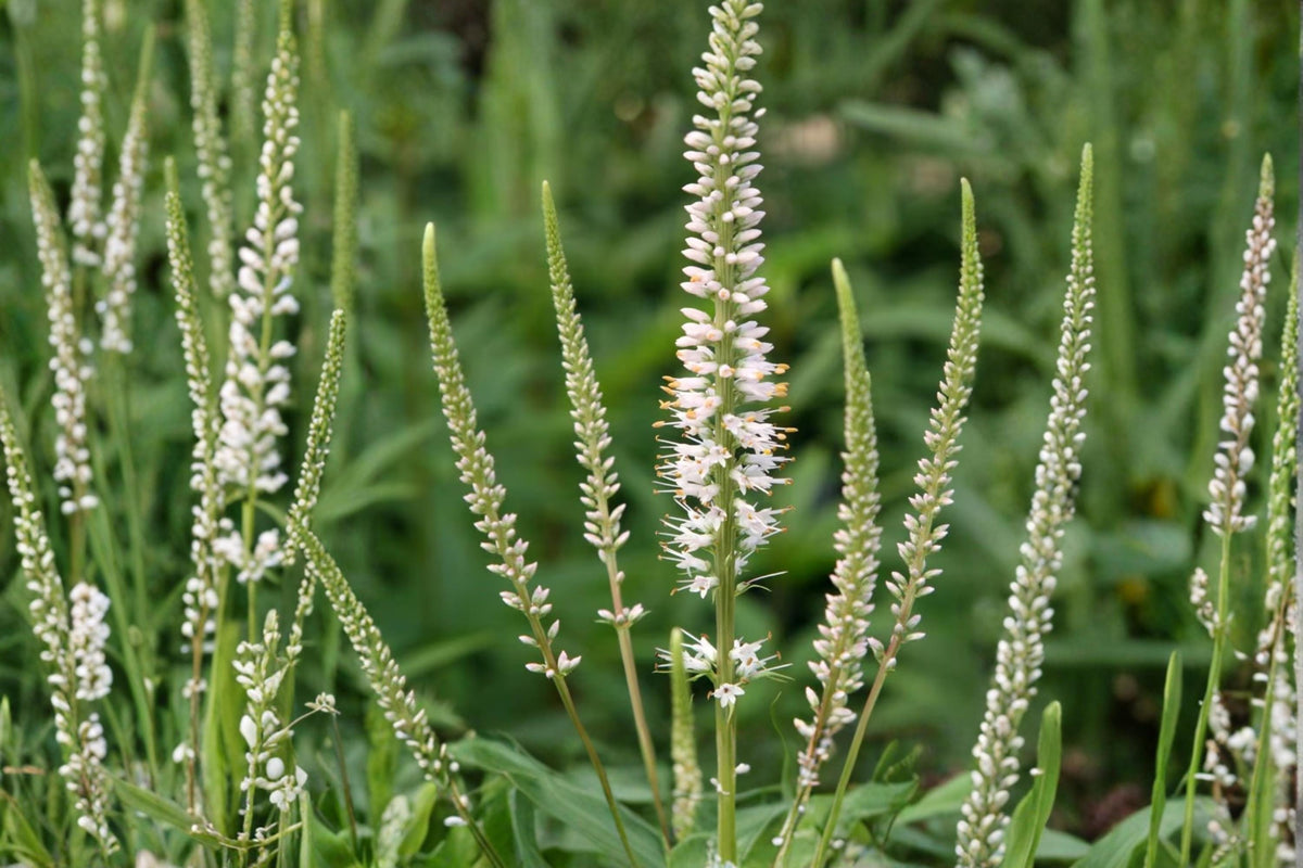 Culver's Root Seeds – Veronicastrum virginicum – Native Perennial with White to Lavender Flower Spikes – Meadow & Pollinator Garden Plant