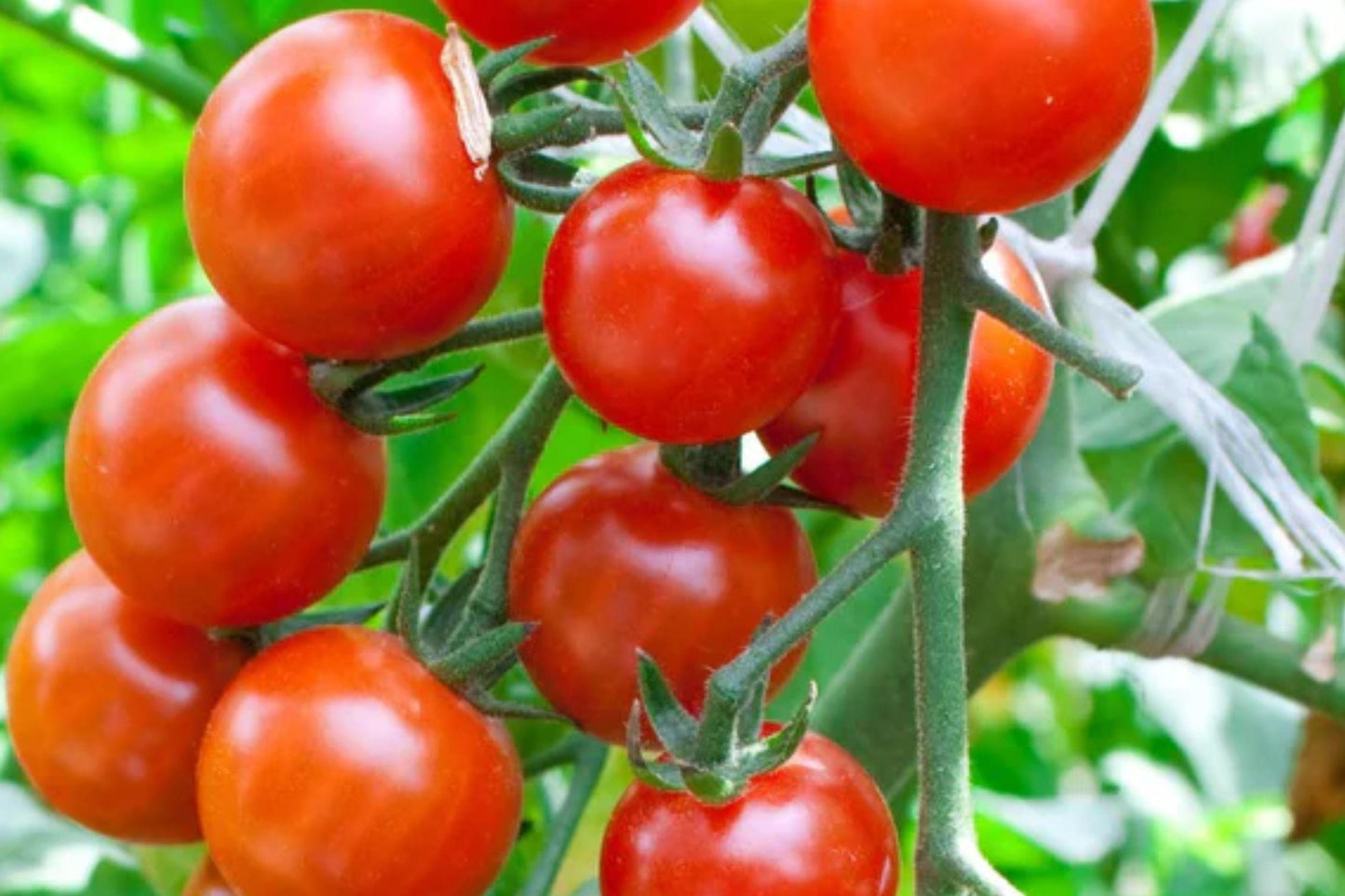 Sugar Bomb Cherry Tomato Seeds – Heirloom, Non-GMO, Ultra-Sweet, High-Yield Garden Variety for Fresh Snacking and Salad
