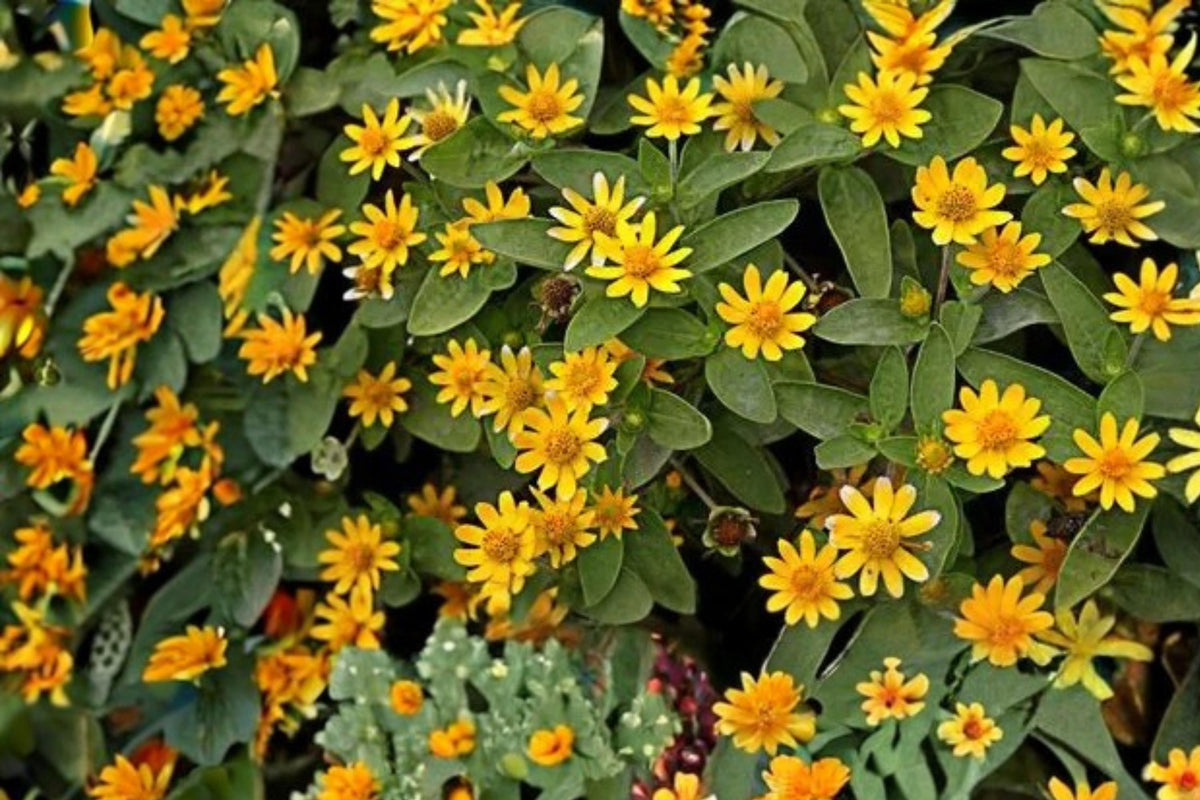 Creeping Zinnia Seeds 100 Pack – Sanvitalia procumbens Groundcover, Yellow Daisy-Like Flowers, Trailing Annual for Borders & Containers