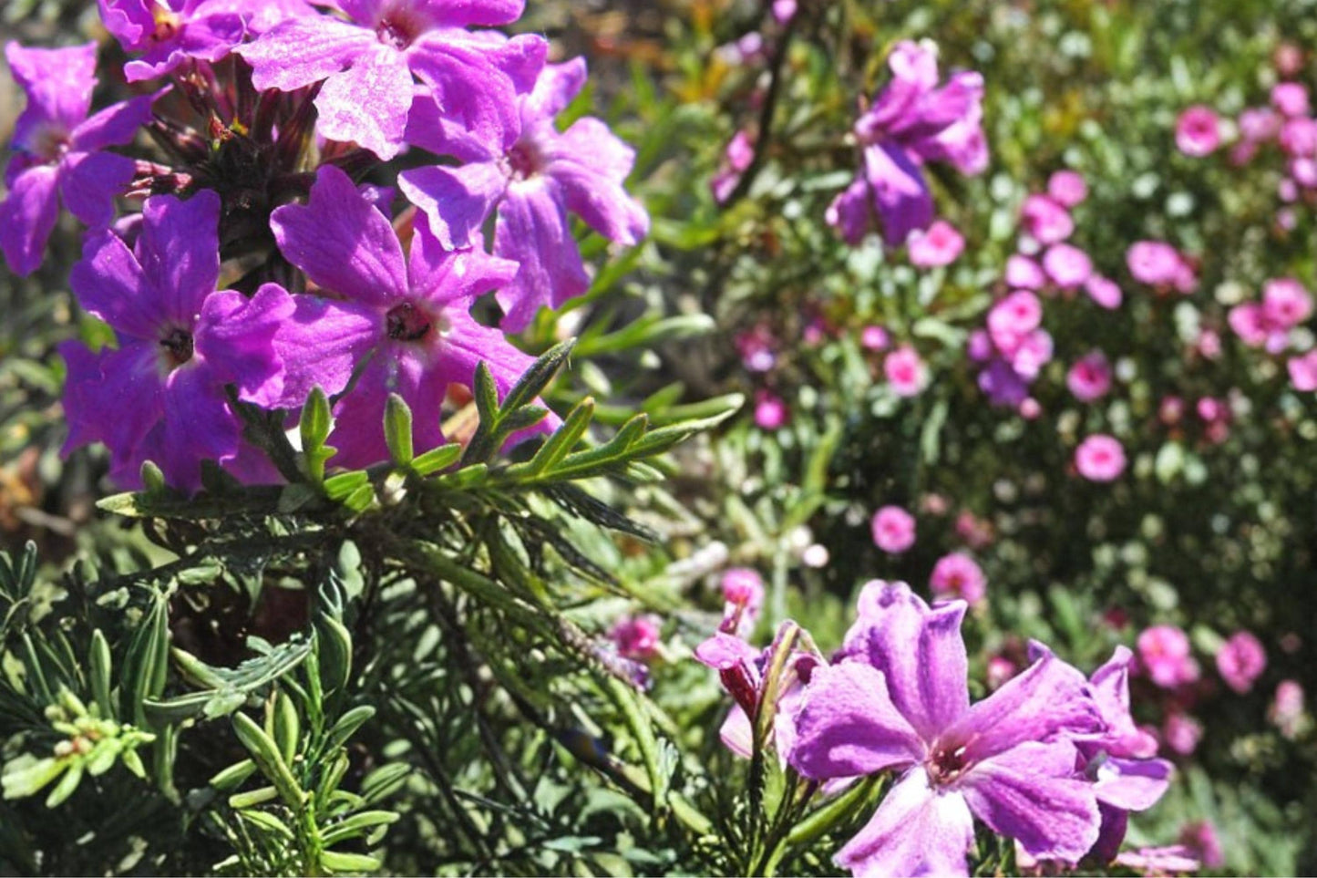 Moss Verbena Seeds 100 Pack – Verbena tenuisecta Purple Flower Groundcover Herbaceous Perennial