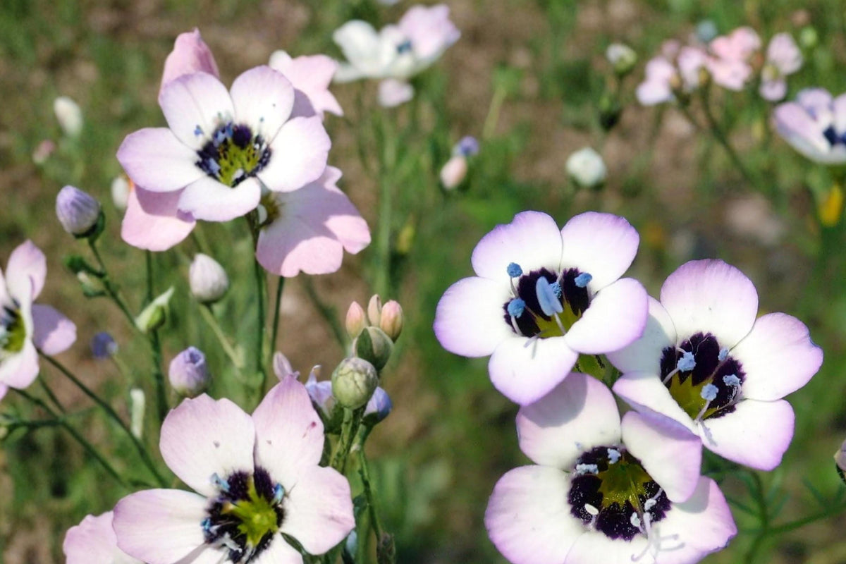 Bird's Eyes Seeds – Gilia tricolor, Wildflower Annual with Blue, Purple & White Flowers, 100 Seeds