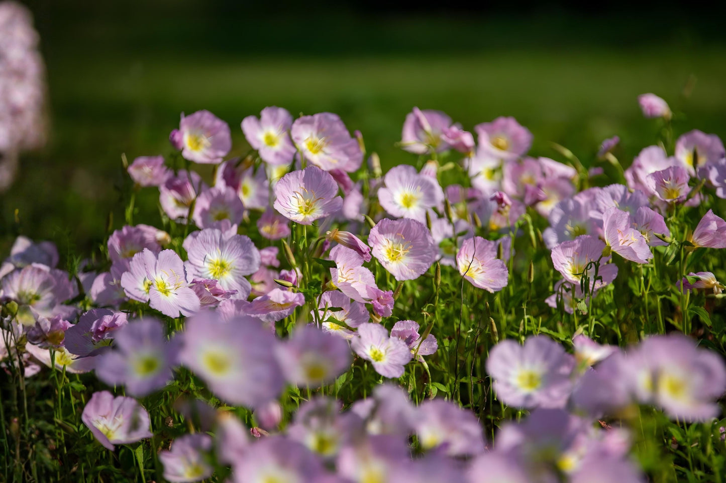 Showy Evening Primrose Seeds | Pink Wildflower for Pollinator Gardens & Drought Tolerance | Oenothera speciosa (100 Seeds)