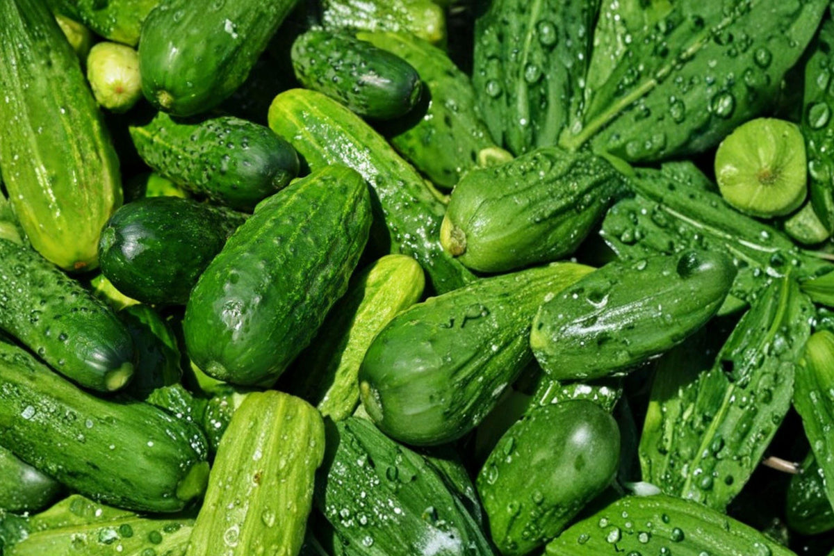 Arkansas Little Leaf Cucumber Seeds, Heirloom Compact Bush Variety, Disease Resistant, High Yield, for Small Gardens and Containers