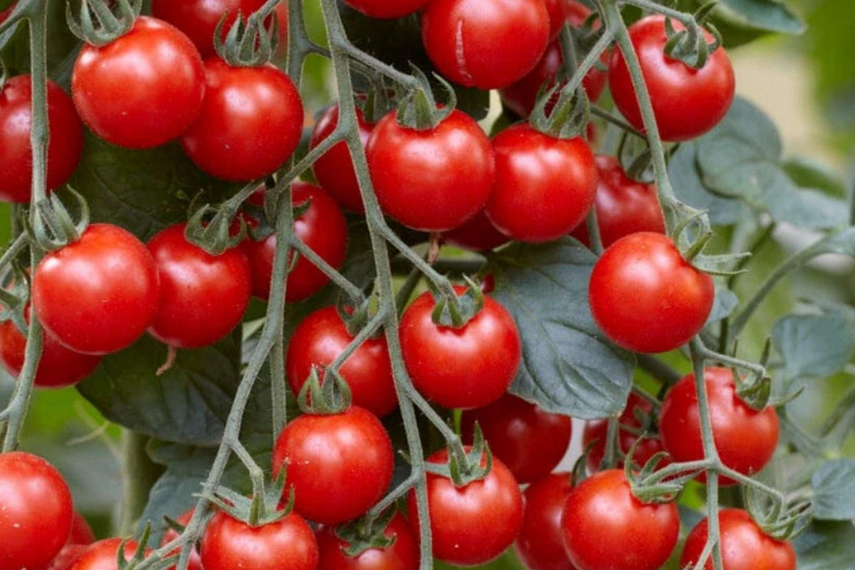 Sugar Bomb Cherry Tomato Seeds, Heirloom Non-GMO, Ultra Sweet, High Yield, Small Fruit, Solanum lycopersicum