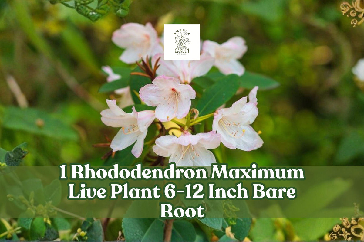 Rhododendron Maximum Live Plant | 6-12 Inch Bare Root Evergreen Shrub with White to Pink Blooms | Garden, Landscape, Shade Plant