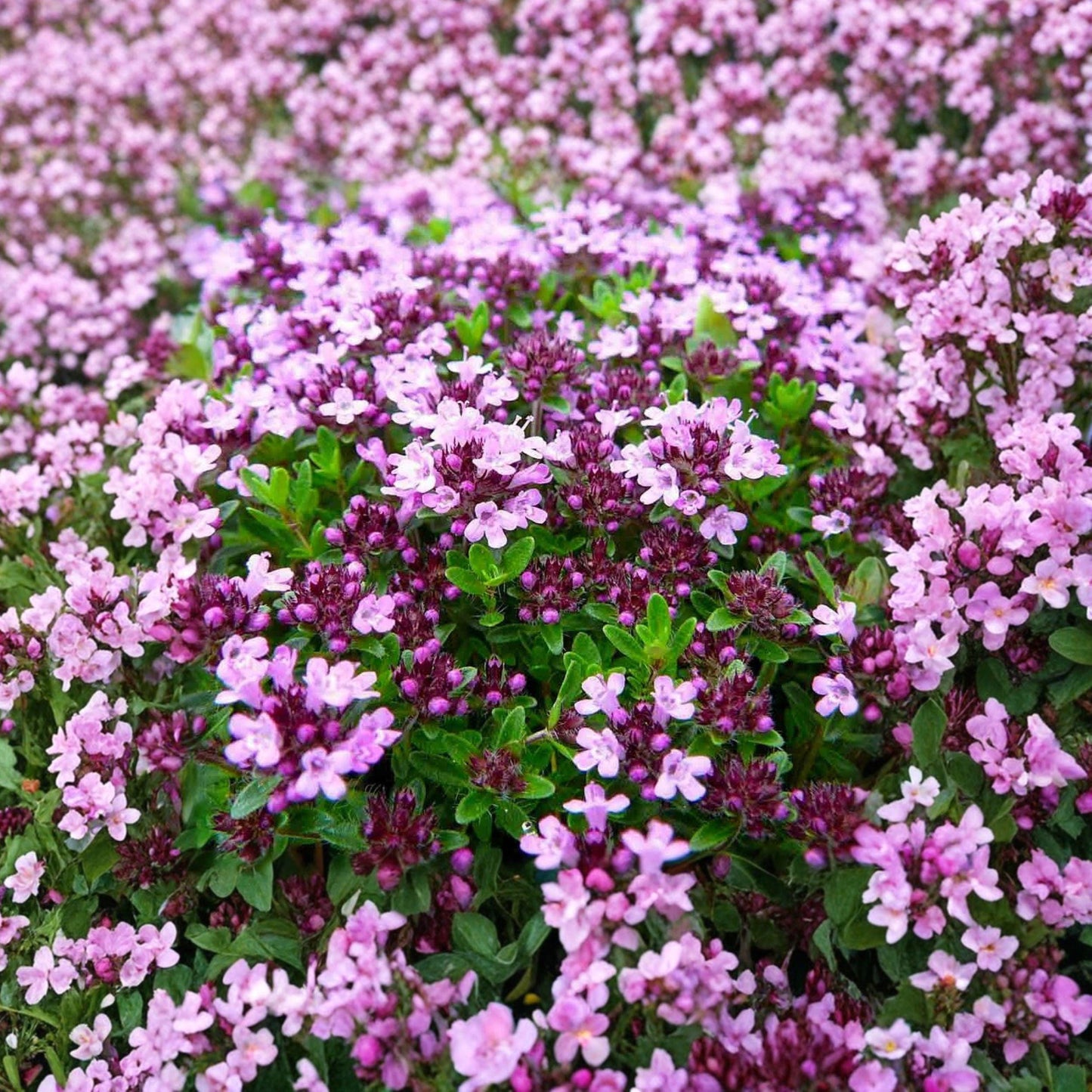 Creeping Thyme Seeds (Thymus serpyllum) Ground Cover Herb with Pink Flowers, Low-Growing Perennial, Culinary & Ornamental Plant