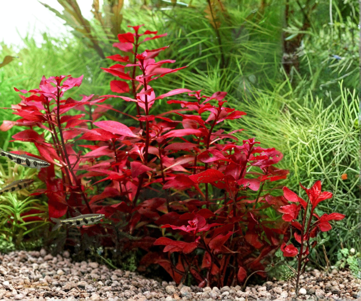 Ludwigia Repens Super Red Mini Aquarium Plant – Freshwater Stem, Potted, Vibrant Red Foliage