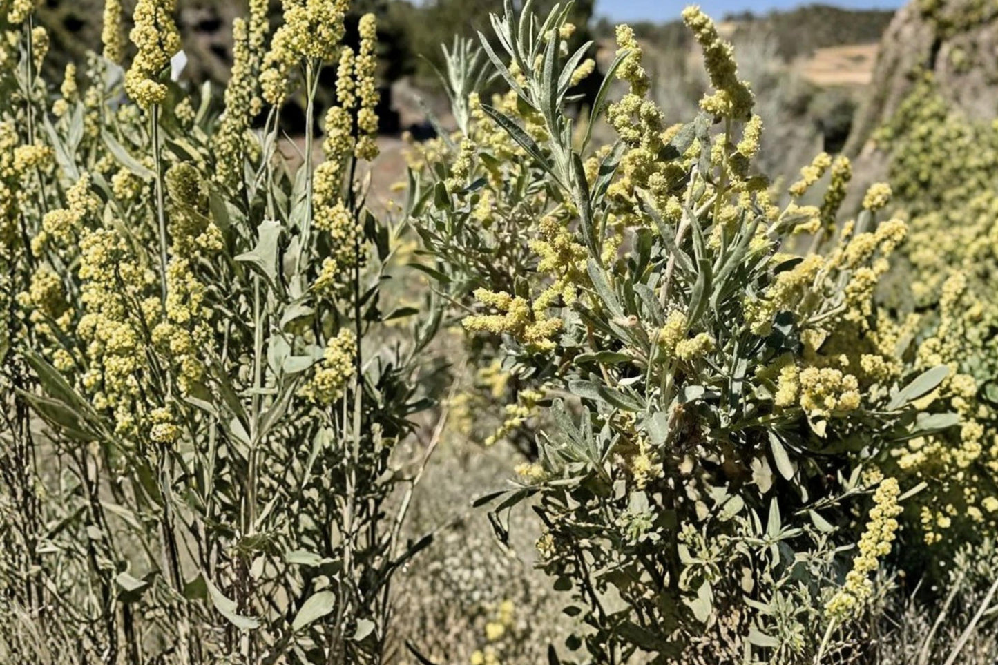 Fourwing Saltbush Seeds – Atriplex canescens – Drought Tolerant Native Shrub for Arid Landscapes
