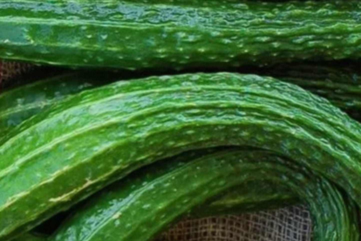 Dragon Suhyo Cucumber Seeds – Japanese Heirloom, Long Ribbed Fruits, Crisp Sweet Flavor, Vegetable Seeds