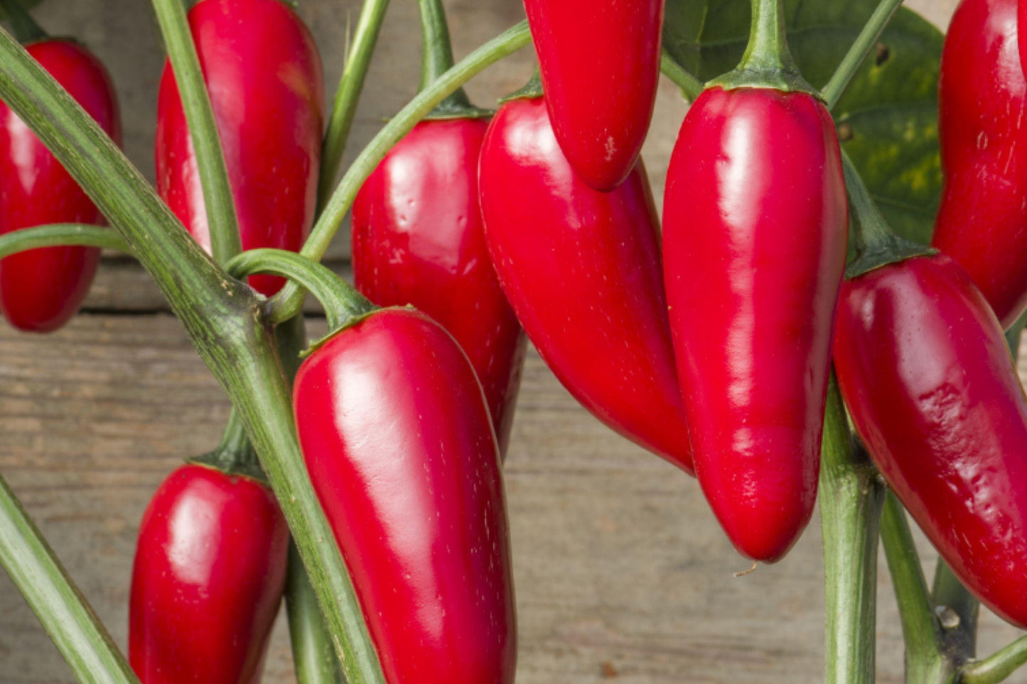 Mammoth Jalapeño Pepper Seeds - Heirloom, Large Fruits, Medium Heat, High Yield, Hot Pepper Seeds (50+ Seeds)