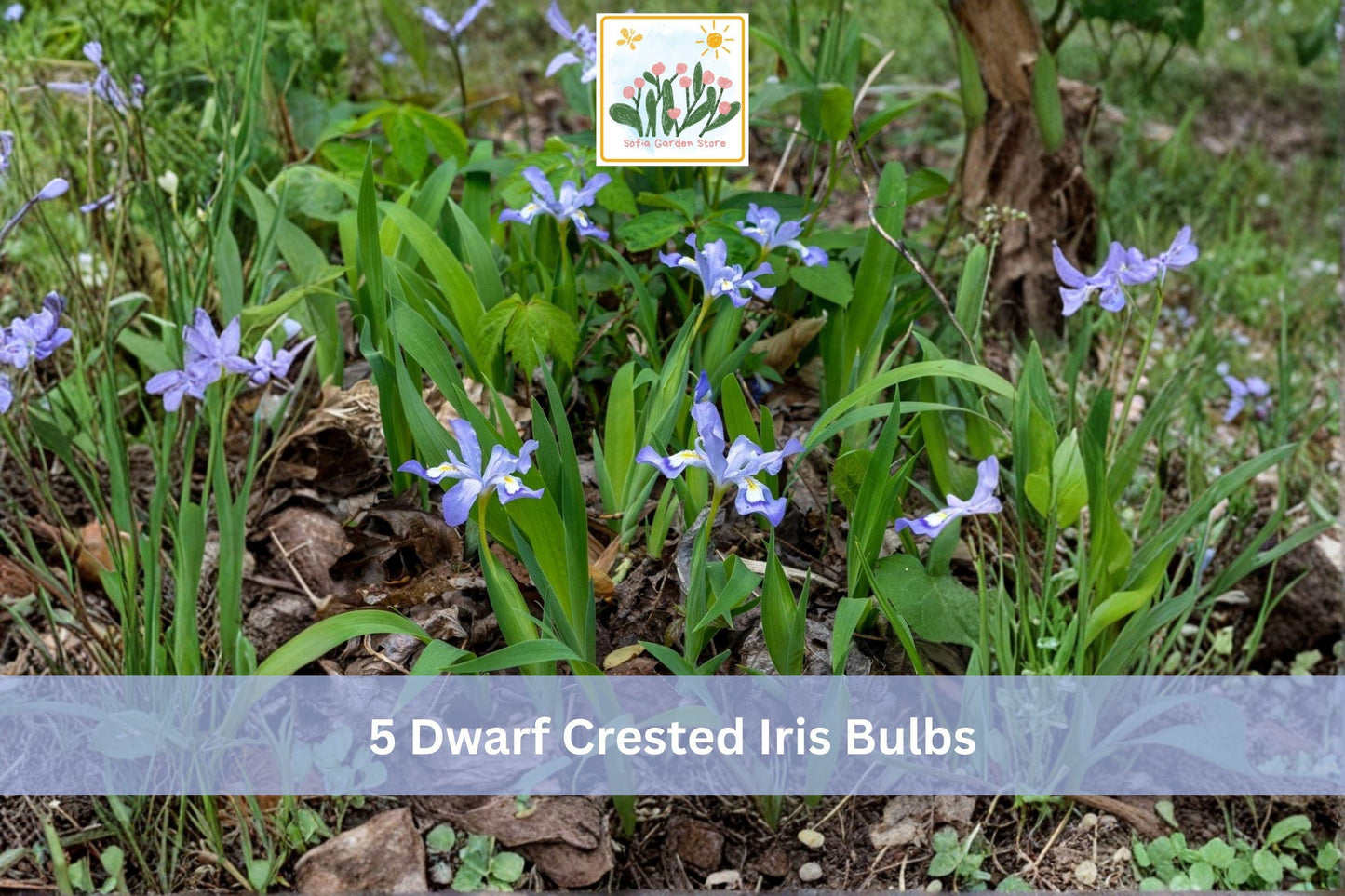 Dwarf Crested Iris Bulbs, 5 Pack, Blue Purple Flowers, Iris cristata, Shade Garden Perennial, Low-Growing Woodland Flower