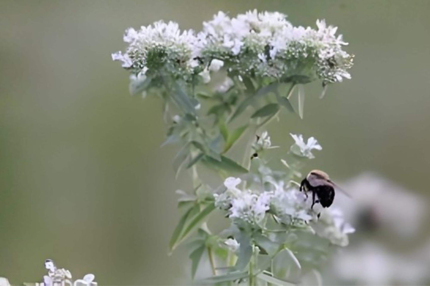 Hairy Mountain Mint Seeds 100 Pack | Native Herb, Aromatic, Pollinator Plant | Pycnanthemum pilosum