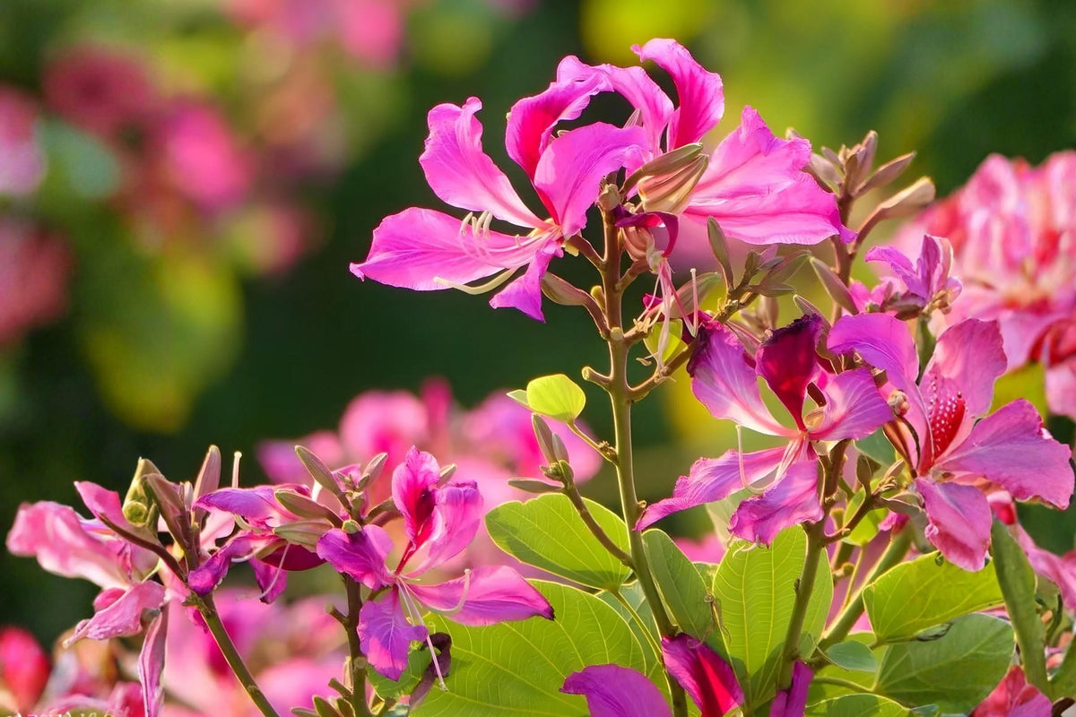 Purple Orchid Tree Seeds (Bauhinia purpurea) | Ornamental Tropical Flowering Plant for Gardens & Landscapes