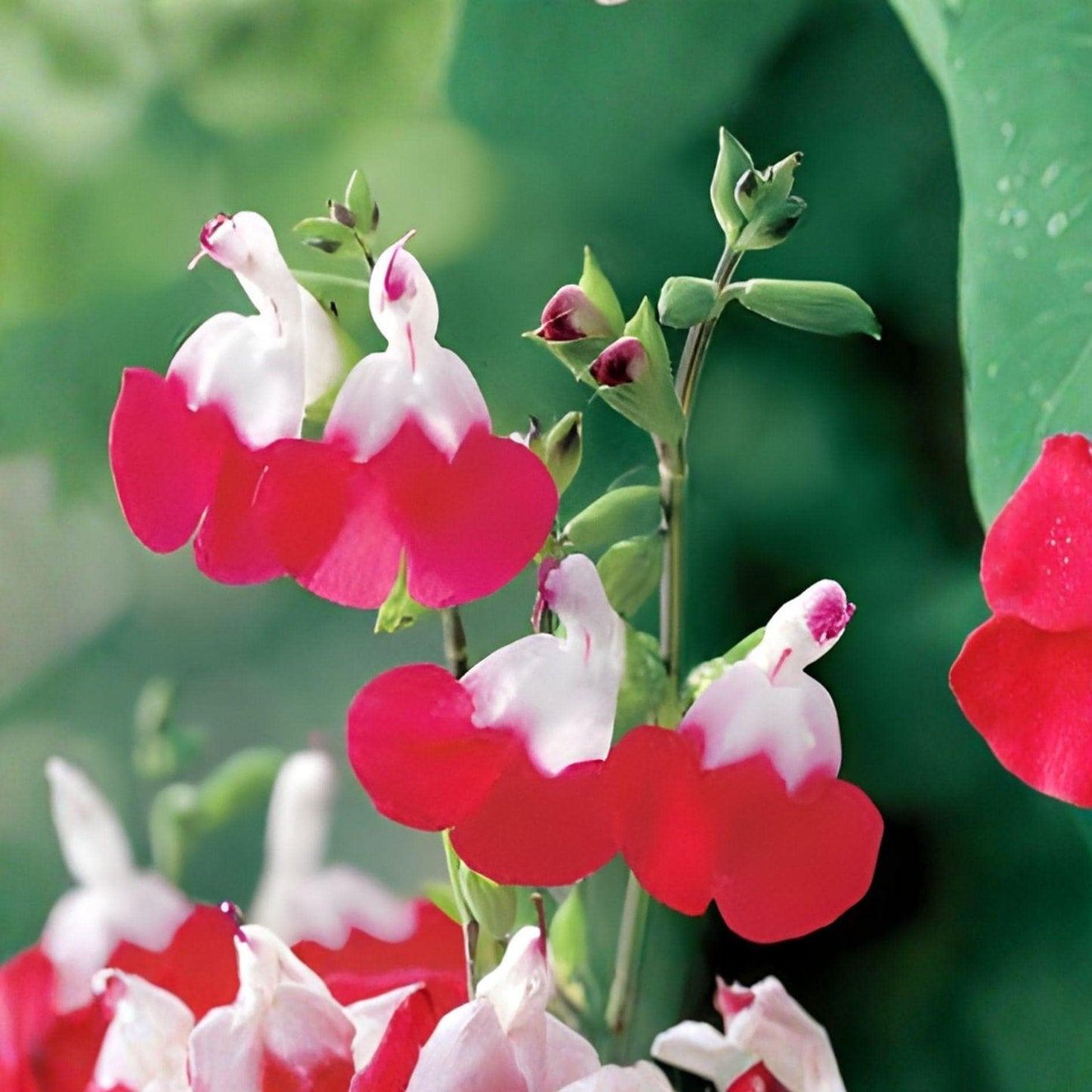 Hot Lips Salvia Cuttings – 7 Live Red & White Flower Plants, Salvia greggii, Perennial, Fast-Growing, Bee & Butterfly Attracting