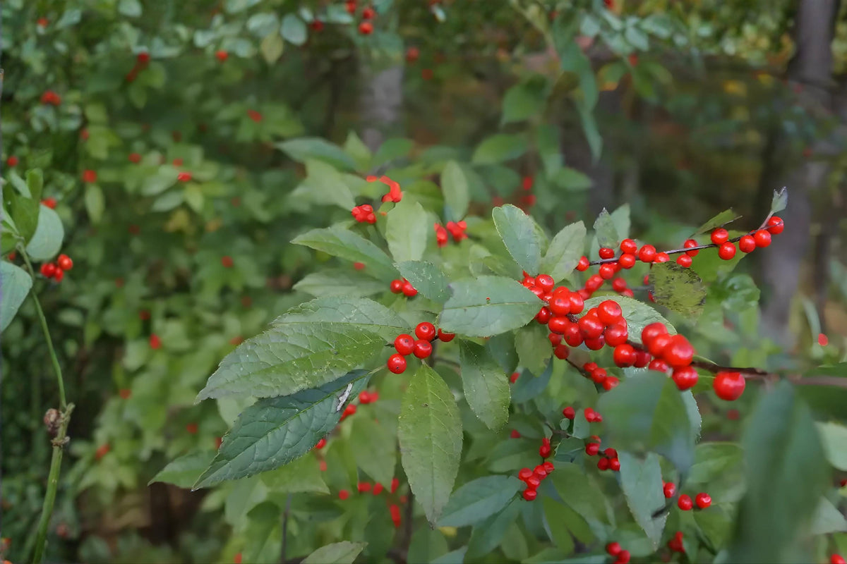 Mountain Holly Seeds – Native Ilex montana for Woodland Gardens & Wildlife Habitats, Bright Red Berries, Hardy Shrubs, 10 Seeds