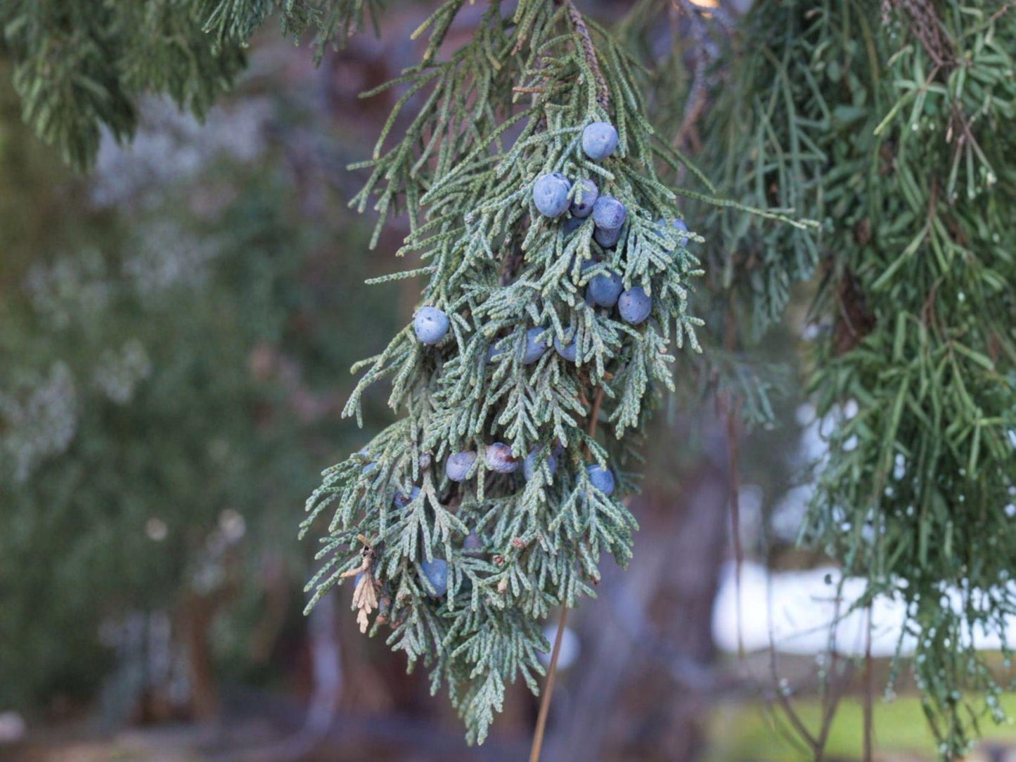 Rocky Mountain Juniper Seeds | Heirloom Non-GMO Evergreen Tree | Juniperus scopulorum | Garden Planting