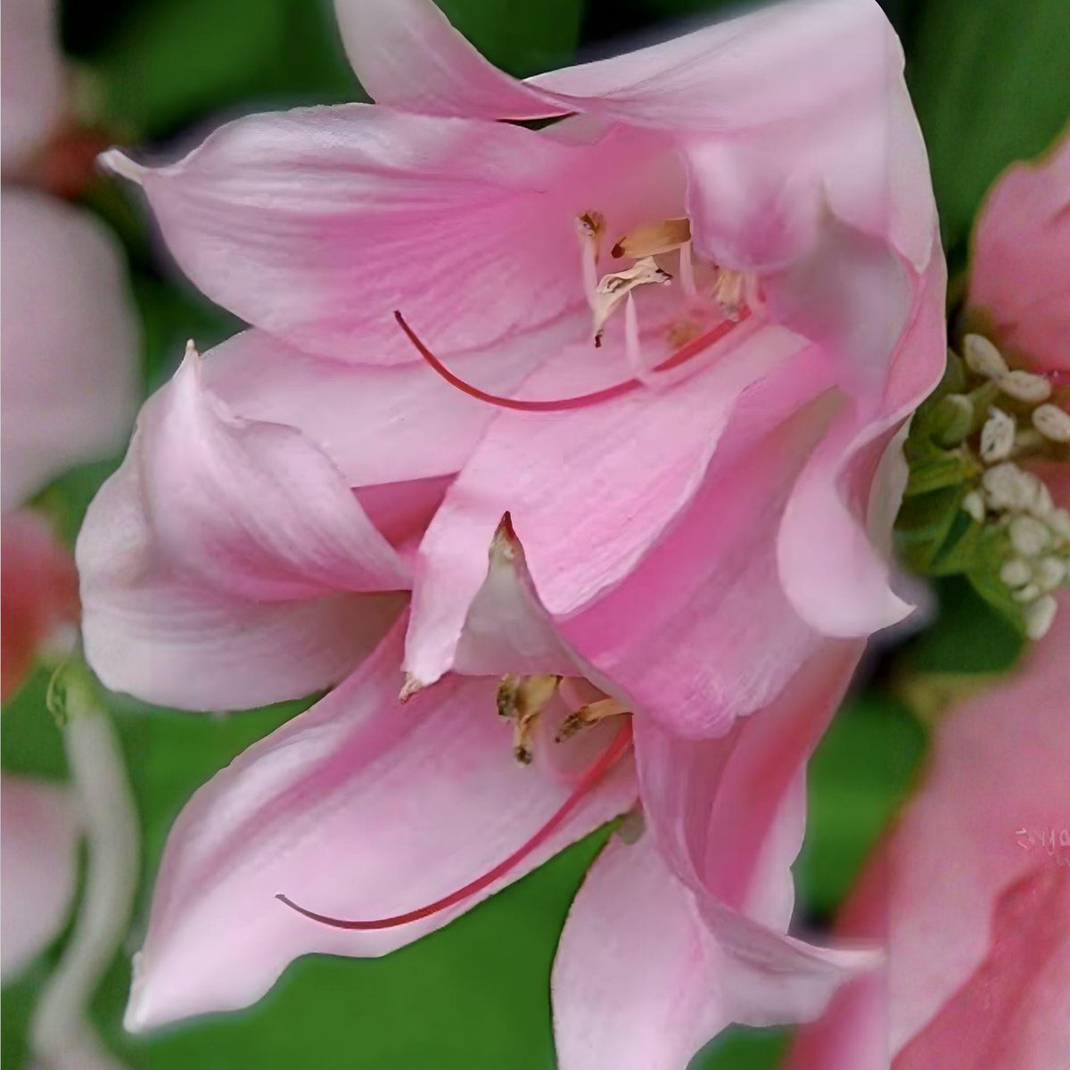 Pink Crinum Lily Bulb – Fragrant Perennial Flower, Large 3-4 Inch Bulb, Crinum x powellii, Garden Blooming Plant