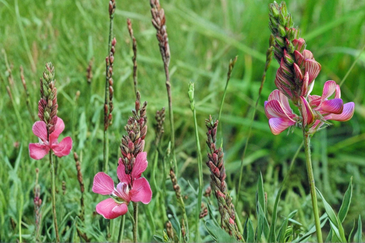 Sainfoin Seeds 100 Pack – Perennial Legume with Pink Flowers – Onobrychis viciifolia for Meadows & Naturalized Areas