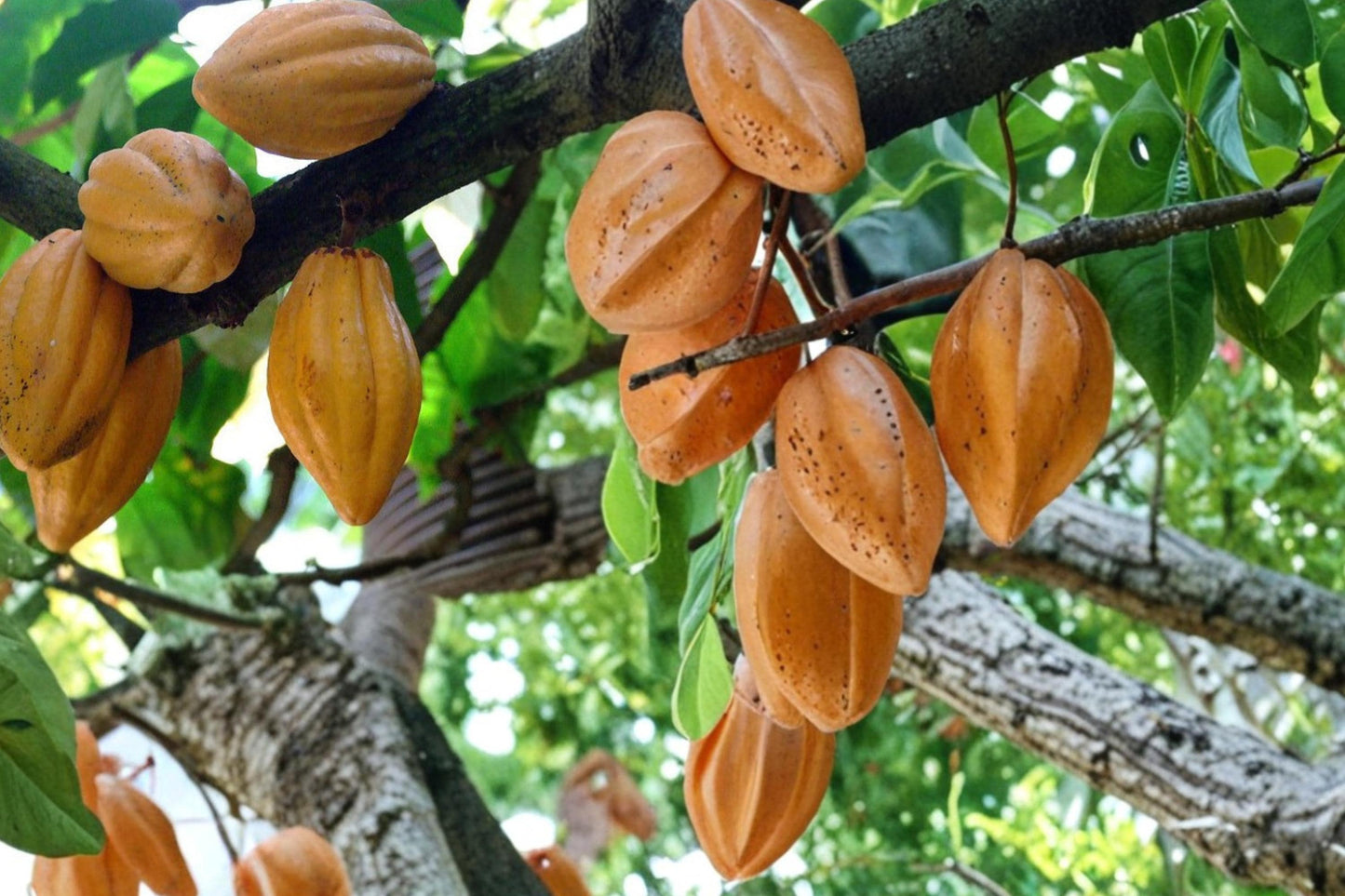 Cacao Tree Seeds – Theobroma cacao – Tropical Perennial Plant for Chocolate Production