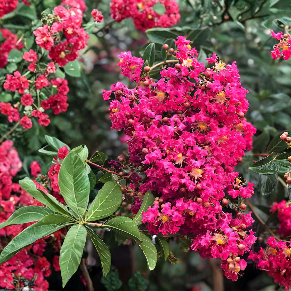 Crape Myrtle Cuttings – Deep Pink Blooms – Lagerstroemia indica – Live Propagation Planting Material (8 Pack)