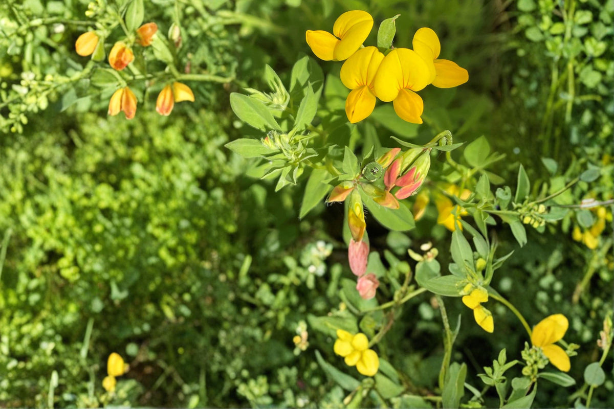 Bird's Foot Trefoil Seeds 100 Pack – Lotus corniculatus Perennial Groundcover & Wildflower Plant